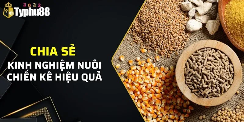 Chia sẻ kinh nghiệm nuôi chiến kê hiệu quả