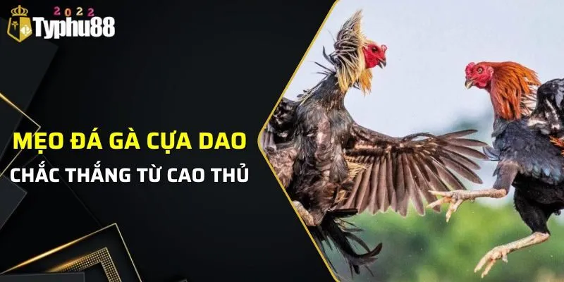 đá gà cựa dao