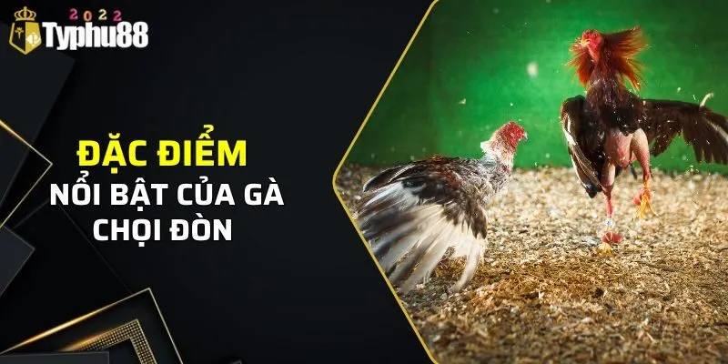 Những đặc điểm nổi bật của gà chọi đòn