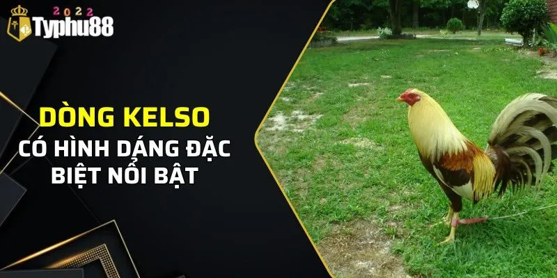 Dòng Kelso có hình dáng đặc biệt nổi bật