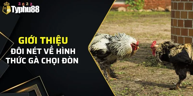 Giới thiệu đôi nét về hình thức gà chọi đòn 