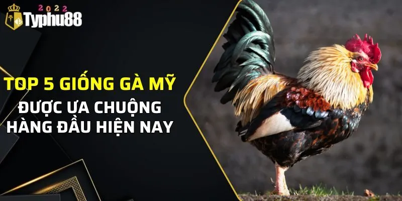 giống gà chọi Mỹ