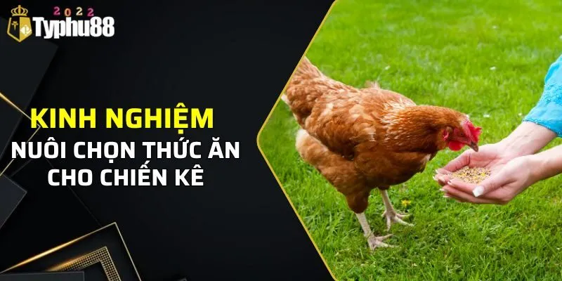 Kinh nghiệm nuôi chọn thức ăn cho chiến kê