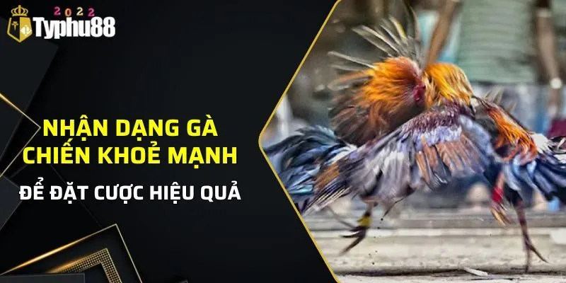 Nhận dạng những chú gà nào khỏe mạnh để đặt cược hiệu quả