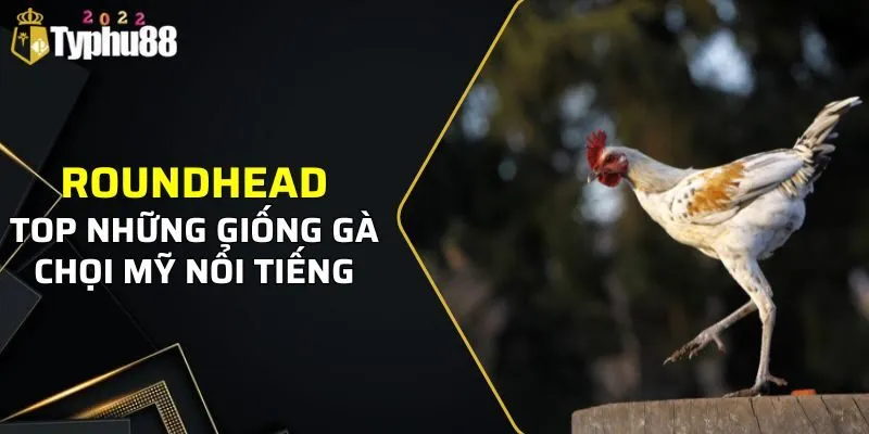 Roundhead luôn có mặt trong top những giống gà chọi Mỹ nổi tiếng