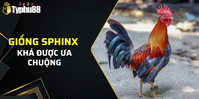 Sphinx được ưa chuộng nhờ thân hình nhỏ nhưng sức chiến khủng